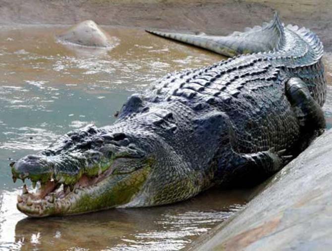 ONG denuncia morte cruel de crocodilos para virar Louis Vuitton