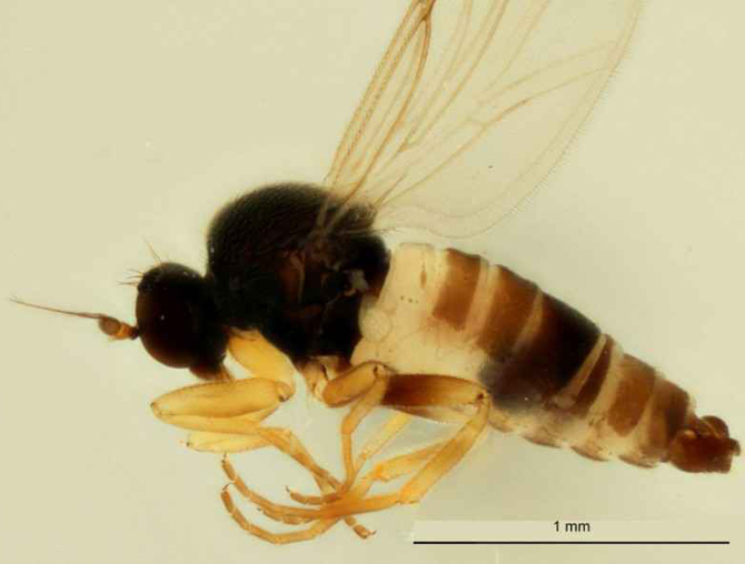 Saracie extrema Ale mele Dicta  O nouă specie de muscă, descoperită într-o grădină botanică din Bruxelles -  Monitorul de Vrancea