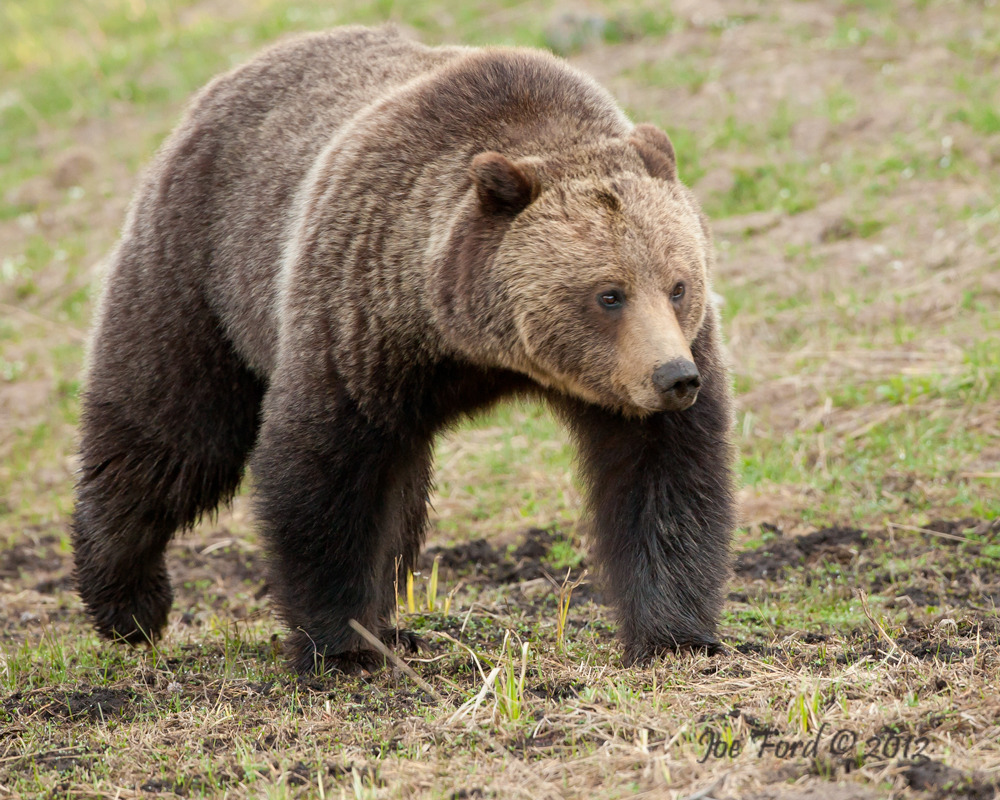 Бурый медведь животное распространенное на территории. Бурый медведь. Ursus arctos arctos. Урсус медведь. Бурый медведь – Ursus arctos l..